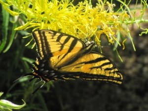 Pollinator gardens help to teach about real-world applications of science and provide students with a sense of place.