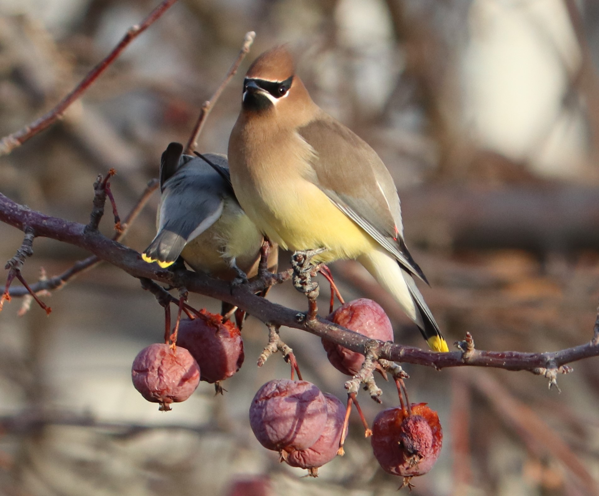 Bohemian Waxwing